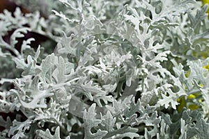 Silver Dust Cineraria Flower