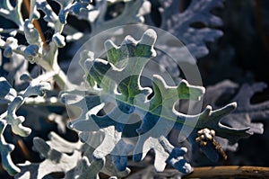 Silver dust Cineraria maritima in the garden, close up.