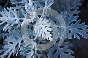 Silver dust Cineraria maritima in the garden, close up.