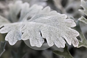 Silver Dust Dusty Miller Maritima