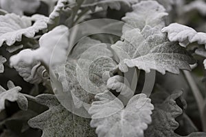 Silver Dust Dusty Miller Maritima. Leaf Macro