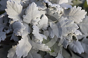 Silver Dust Dusty Miller Maritima. Leaf Macro