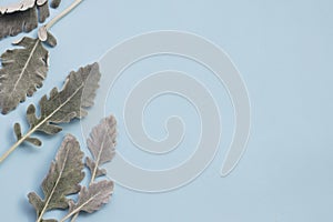 Silver dusty miller leaves on pastel blue background