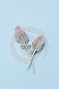 Silver dusty miller leaves on pastel blue background