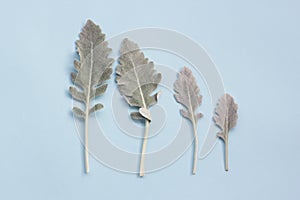 Silver dusty miller leaves on pastel blue background