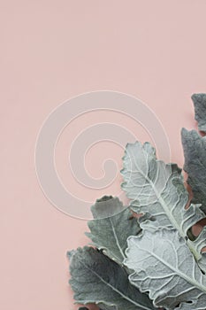 Silver dusty miller leaves on pastel pink background
