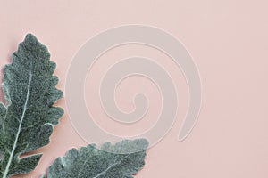 Silver dusty miller leaves on pastel pink background