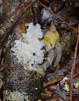 Silver ear/white jelly mushroom Tremella fuciformis