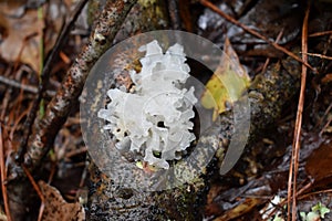 Silver ear/white jelly mushroom Tremella fuciformis