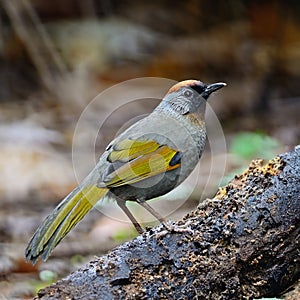 Silver-eared Laughingthrush