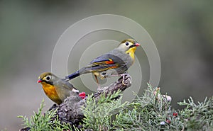 Silver-eared Leiothrix