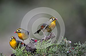 Silver-eared Leiothrix