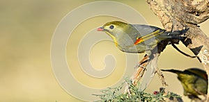 Silver-eared Leiothrix