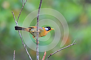 Silver-eared Leiothrix