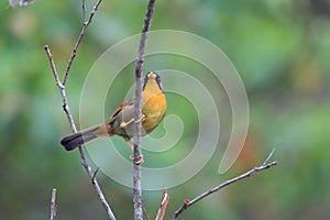 Silver-eared Leiothrix
