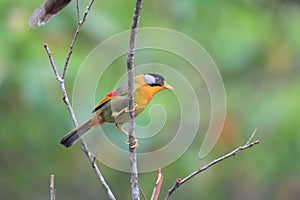 Silver-eared Leiothrix