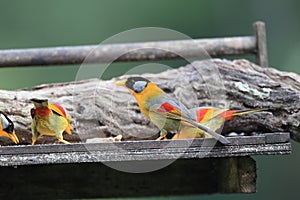 Silver-eared Leiothrix