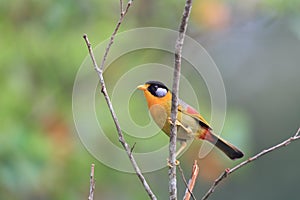 Silver-eared Leiothrix