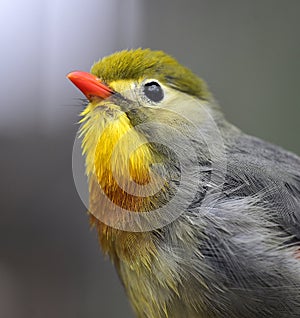 Silver-eared Leiothrix