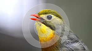 Silver-eared Leiothrix
