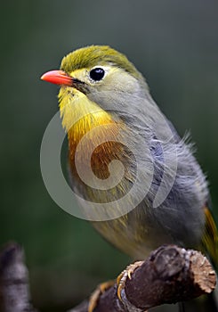 Silver-eared Leiothrix