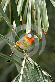 Silver eared Mesia bird