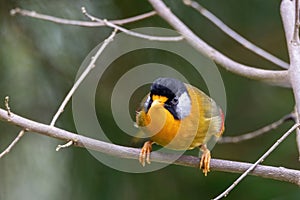 A Silver-eared Mesia Leiothrix argentauris bird in nature