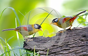 Silver-eared Mesia Leiothrix argentauris
