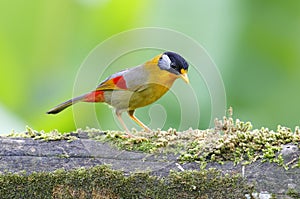 Silver-eared Mesia Leiothrix argentauris