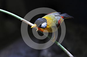 Silver-eared Mesia Leiothrix argentauris