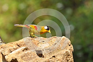 Silver-eared Mesia