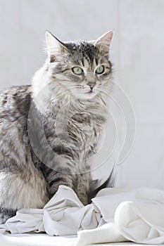 Silver female cat, siberian breed