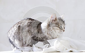 Silver female cat, siberian breed
