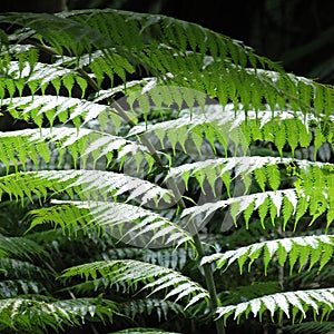 Silver fern detail