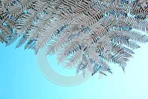 Silver fern fronds