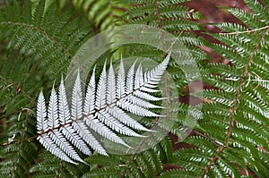 Silver Fern New Zealand