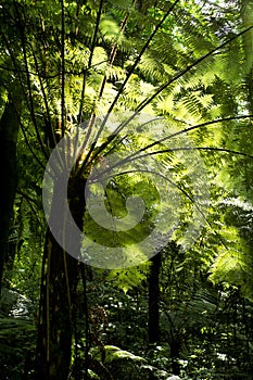 Silver Fern - Ponga Tree photo