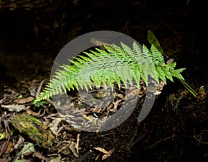 Silver Fern - Ponga Tree photo