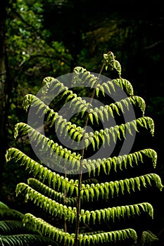 Silver Fern - Ponga Tree photo