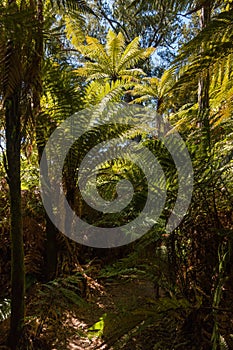 Silver fern trees growing in rainforest