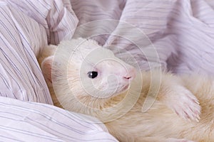 Silver the Ferret