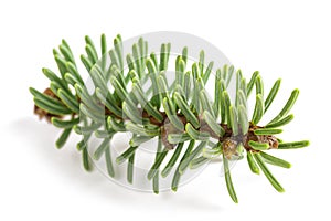 Silver fir