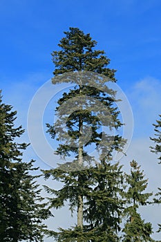 Silver fir