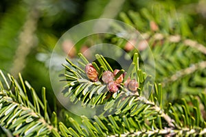 Silver fir branch with buds Abies alba closeup