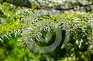 silver fir branches abies alba