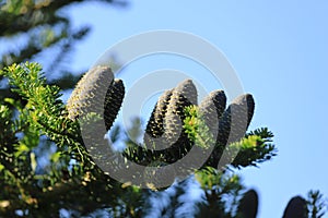 Silver fir cones on a branch