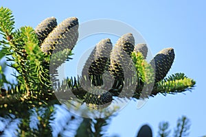 Silver fir cones on branch, Abies alba