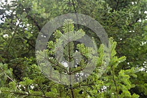 Silver fir green foliage