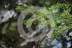 Silver fir green foliage