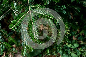 Silver fir green foliage